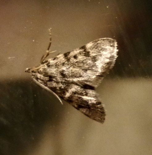 Aglossa pinguinalis
