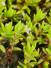 Crassula helmsii
