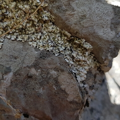 Squamarina cartilaginea