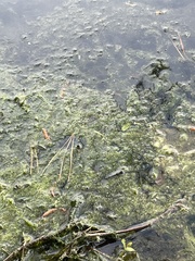 Hydrilla verticillata