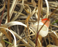 Colotis antevippe gavisa