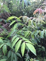 Rhus javanica