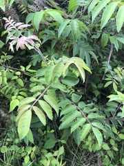 Rhus javanica