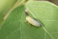 Handianus ogikubonis