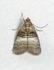 Pococera militella