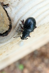 Otiorhynchus nodosus