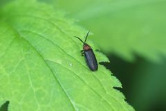 Cyphonocerus ruficollis