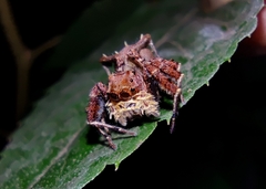 Portia labiata