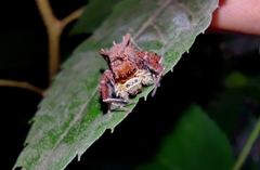 Portia labiata