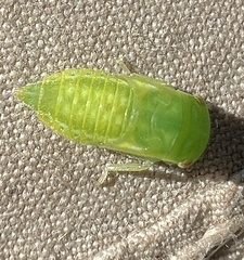 Iassus lanio