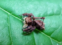 Portia labiata