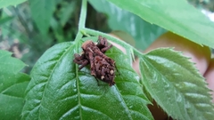 Portia labiata