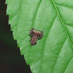 Portia labiata