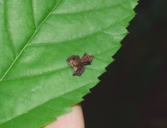 Portia labiata