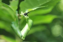 Cycnotrachelus roelofsi