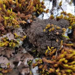 Ricasolia amplissima