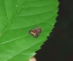 Portia labiata