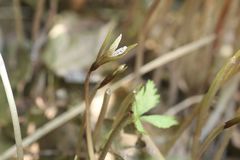 Nervilia nipponica
