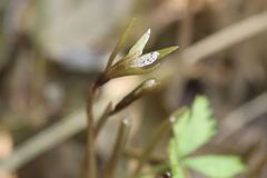 Nervilia nipponica