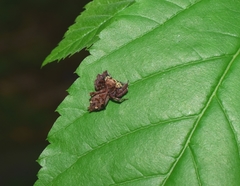 Portia labiata