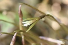 Nervilia nipponica