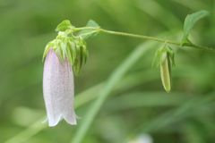 Campanula punctata punctata