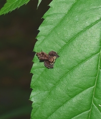 Portia labiata