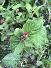 Lantana trifolia