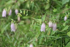 Campanula punctata punctata