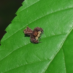 Portia labiata
