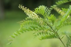 Sophora flavescens