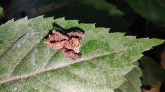 Portia labiata