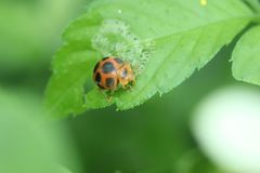 Diekeana admirabilis