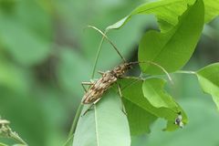 Pseudaeolesthes chrysothrix