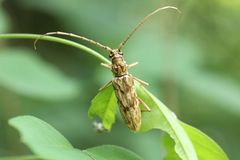Pseudaeolesthes chrysothrix