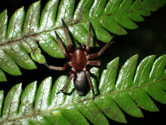 Hypodrassodes maoricus