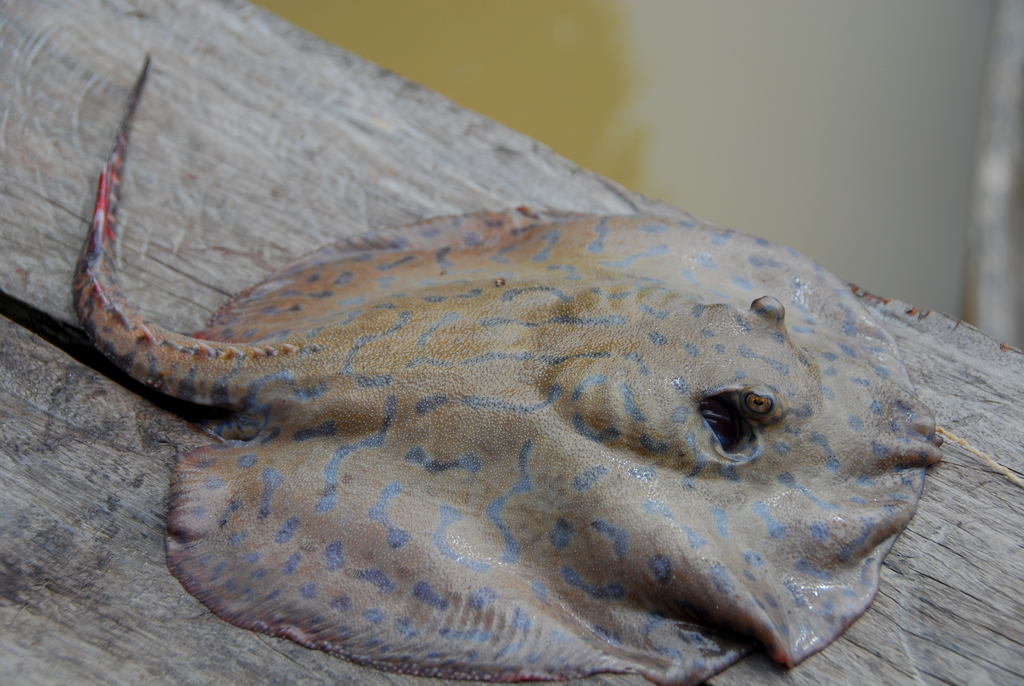 Marques' Freshwater Stingray