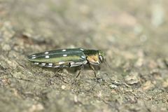 Agrilus decoloratus