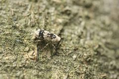 Gasterocercus longipes