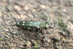 Agrilus decoloratus