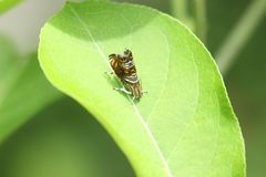 Charitographa mikadonis