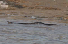 Nerodia sipedon williamengelsi