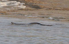 Nerodia sipedon williamengelsi