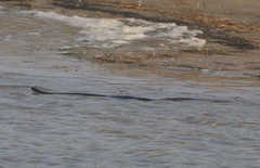 Nerodia sipedon williamengelsi