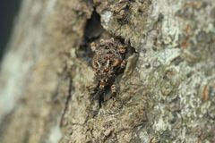 Ectatorhinus adamsii