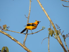 Orange Oriole photo 5