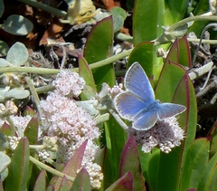 Icaricia icarioides parapheres