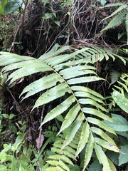 Blechnum capense