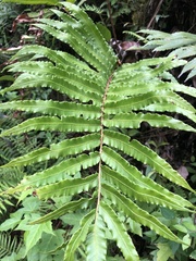 Blechnum capense