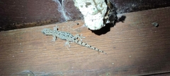 Hemiphyllodactylus chiangmaiensis